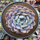 Echeveria 'Orange Monroe' 5"-6" Powdery Large Succulent Plant