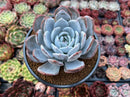 Echeveria 'Cream Sun' 5" (Not E. Ivory) Powdery Succulent Plant