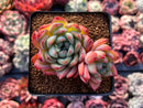 Echeveria 'Snow Queen' Double Head 3"-4" Succulent Plant