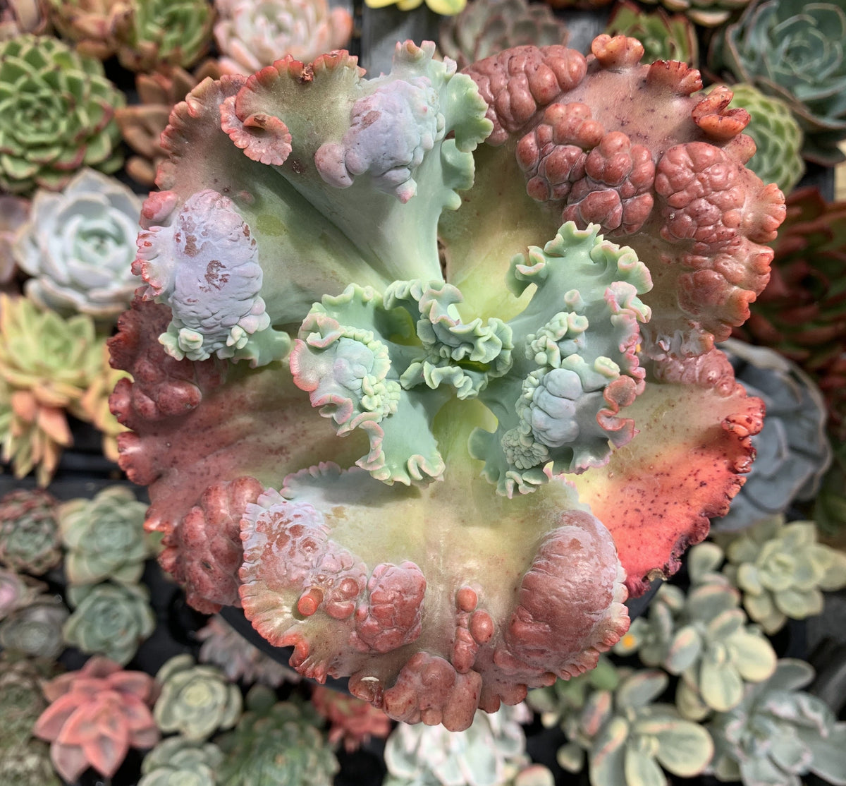 Echeveria 'Mauna Loa' 4" Succulent Plant