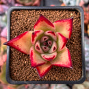 Echeveria Agavoides 'Ebony' Hybrid 2" Succulent Plant