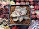 Echeveria 'Xichuensis' 2" Succulent Plant