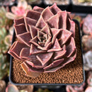 Echeveria 'Guerlain' 2"-3" New Hybrid Succulent Plant