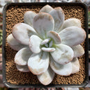 Echeveria 'Laui' 3" Powdery Succulent Plant