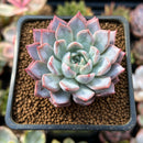 Echeveria 'Basel' 1"-2 New Hybrid Succulent Plant