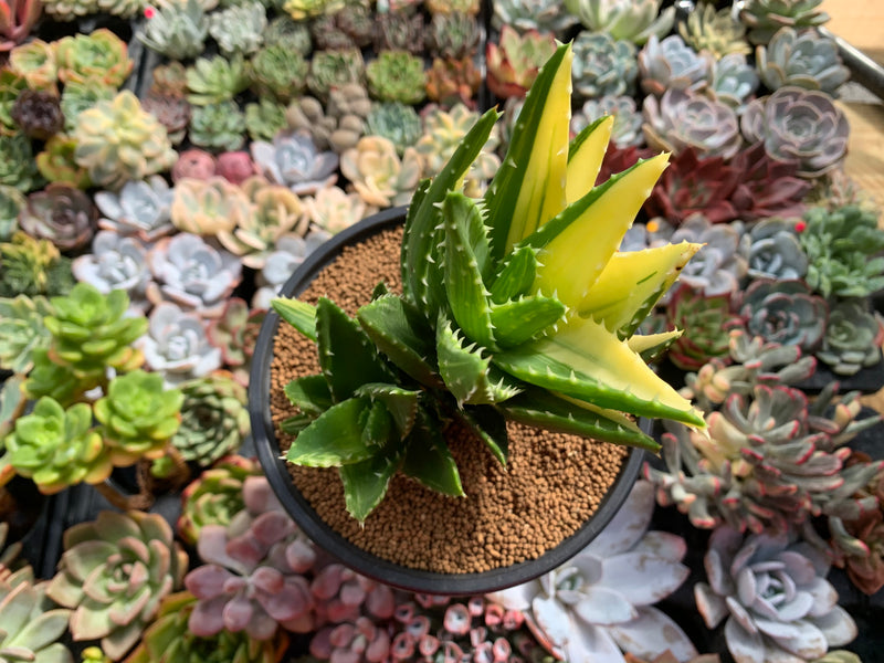 Aloe 'Nobilis' Variegated 5" Succulent Plant