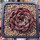 Echeveria Agavoides 'Polliseukai' 2" Succulent Plant