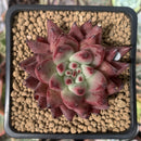 Echeveria Agavoides 'Sirius' 3” Succulent Plant