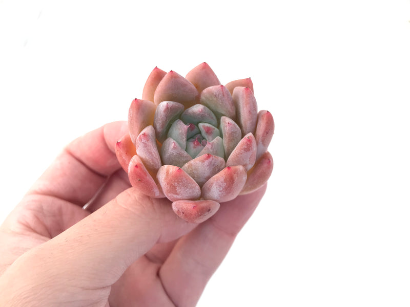 iceberg succulent Echeveria 'Iceberg' 1"-2" Succulent Plant – True Succulents Plant Co