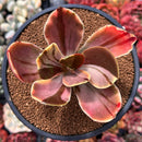 Echeveria 'Fimbriata' Variegated AKA 'Fasciculata' 3" Succulent Plant