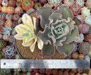 Echeveria 'Japan Moon River' Variegated 8" large Cluster Succulent Plant