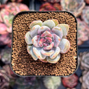 Echeveria 'Trumso' 2" Powdery Succulent Plant