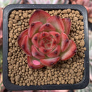 Echeveria Agavoides 'Fire Pillar' 1" Succulent Plant