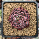 Echeveria Agavoides 'Vivace' 1"-2" Cluster Succulent Plant