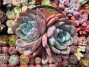 Echeveria 'Ivory' 6" Cluster Succulent Plant