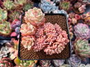 Echeveria 'Deren-Oliver' Crested 2"-3" Succulent Plant