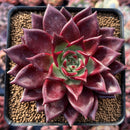 Echeveria Agavoides 'Johnny Walker' 3" Succulent Plant