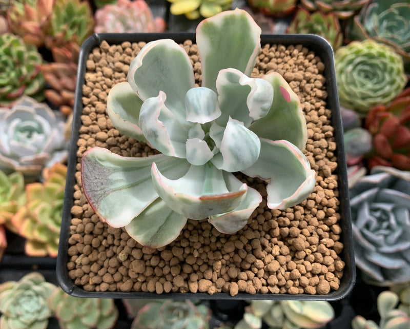 succulents berkeley Echeveria 'Berkeley Light' Variegated 1"-2" Succulent Plant