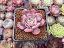 Echeveria 'Soulmint' 2" Succulent Plant