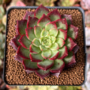 Echeveria 'Ruby Shine' 2"-3" Succulent Plant