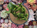 Euphorbia 'Leucodendron' Crested 5" Succulent Plant