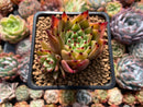 Echeveria Agavoides 'Sarabony' Selected Clone 3" Succulent Plant