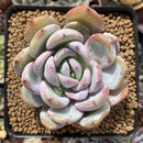 Echeveria 'Ivory' 3" Powdery Succulent Plant