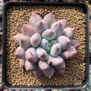 Pachyphytum 'Angels Finger' 4" Succulent Plant