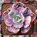Echeveria 'Beyonce' Variegated 3" Succulent Plant