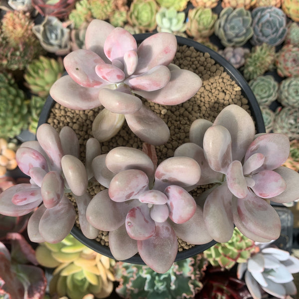 アメシスティヌム錦　Graptopetalum amethystinum image_902f144c-3d90-4448-8eae-
