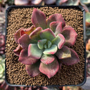 Echeveria 'Santorini' 2" Succulent Plant