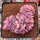 Echeveria 'Florence' Crested 2" Succulent Plant