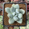 Pachyphytum 'Amata' 1"-2" New Hybrid Succulent Plant