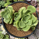 Aeonium 'Lily Pad' 3"-4" Cluster Succulent Plant
