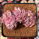 Echeveria 'Florence' Crested 2" Succulent Plant
