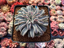 Echeveria 'Fantastic Fountain' 3" Succulent Plant
