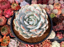Echeveria 'Orange Monroe' 4" Succulent Plant