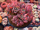 Echeveria 'Luella' Crested Cluster 4"-5" Succulent Plant
