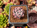Pachyveria 'Love Beauty' 1" Succulent Plant