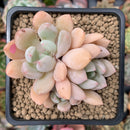 Echeveria 'Orange Sherbert' 2"-3" Cluster Succulent Plant
