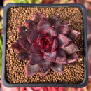 Echeveria Agavoides 'Nike' 2" Succulent Plant