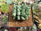 Conophytum 'Bilobum' Cluster 3" Succulent Plant