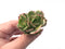 Echeveria Agavoides Sp. Variegated 2” Rare Succulent Plant