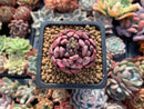 Echeveria Agavoides 'Vivace' 1"-2" Succulent Plant