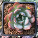 Echeveria 'Starmark' 2" Succulent Plant