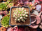 Pachyphytum 'Yeonji' 2" Succulent Plant