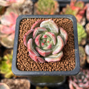 Echeveria 'White Champaign' 1" Succulent Plant