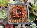 Echeveria 'Fatima' 1" New Hybrid Succulent Plant