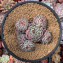 Echeveria 'Minima' 4" Cluster Succulent Plant