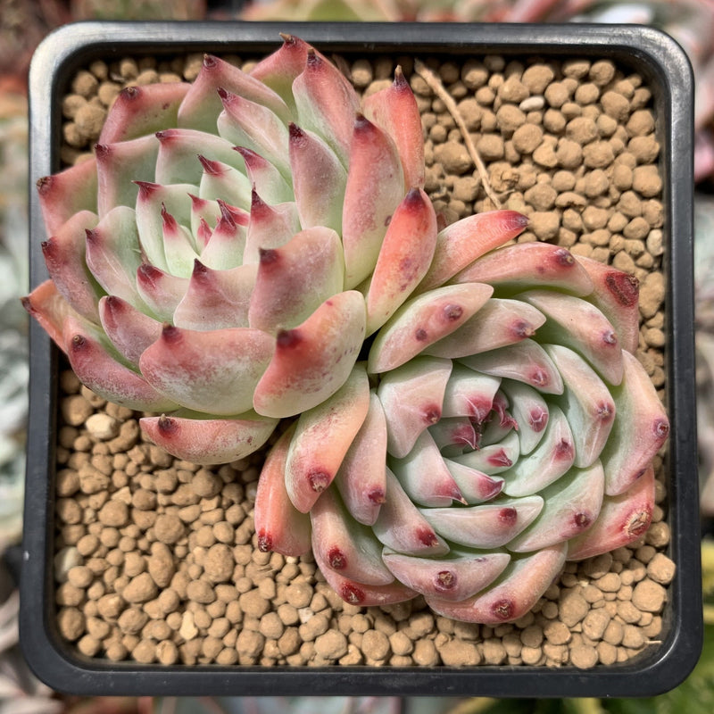 chihuahuaensis succulent Echeveria 'Chihuahuaensis' 3" Cluster Succulent Plant – True Succulents Plant Co